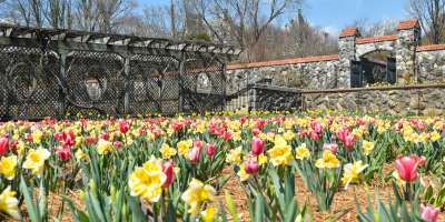 Biltmore Blooms