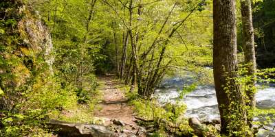 Laurel River Trail