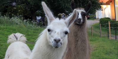 Llama