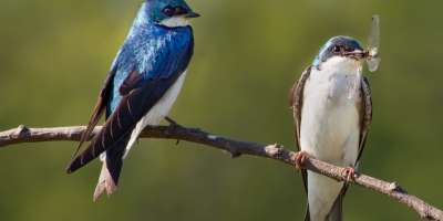 Birding Hotspots In Grand Rapids Michigan