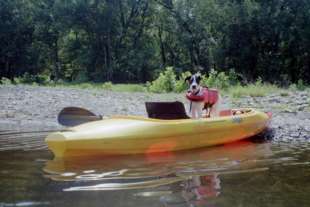 Pet Friendly Vacations In The Pocono Mountains Pocono Dog Friendly Vacations
