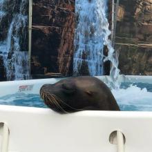 Sea Lions Make Splash at Topeka Zoo