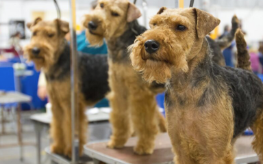 PBJ Dog Show