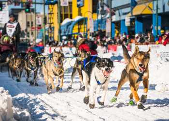 Sled dogs race down Fourth Avenue at the start of the Iditarod.