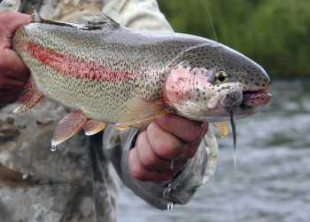Anchorage fishing for rainbow trout