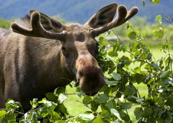Wildlife sighting of a Moose near Anchorage