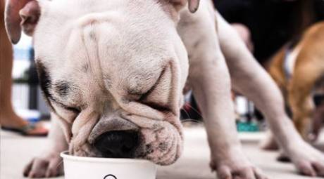 Attractions - Pet Friendly - Shake Shack