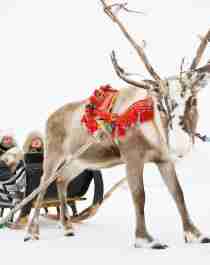 A couple in a sleigh pulled by a reindeer, held by a Sami man