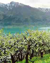 A woman in a blossoming orchard in Hardanger