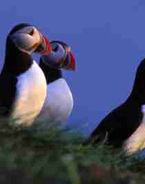 Birdwatching: Three Puffins at The North Cape, Northern Norway