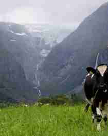 Cow in the Lodalen valley