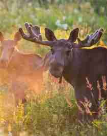 Two moose out in nature during summer in Norway