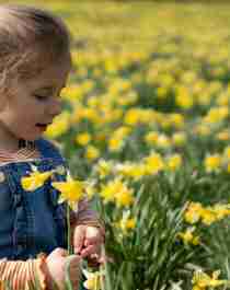 Little girl in a daffodil field, in Aura