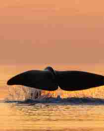 Whale tale above the water outside of Andøya in Vesterålen, Northern Norway