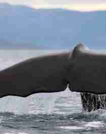 Halen til en hval utenfor Vesterålen i Nord-Norge