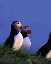 Tre lundefugler sitter ved siden av hverandre på Nordkapp