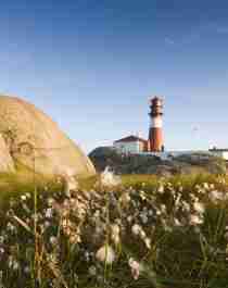 A flower meadow in front of Ryvingen lighthouse in Lindesnes in Southern Norway