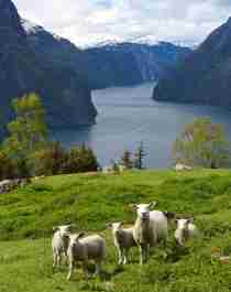 Sheep grazing in Auralndsfjorden