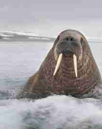 Walrus on the beach of Svalbard, Northern Norway