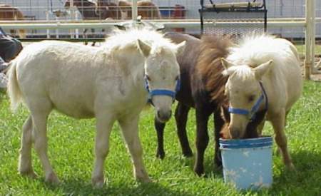 Blue Sky Miniature Horse Farm