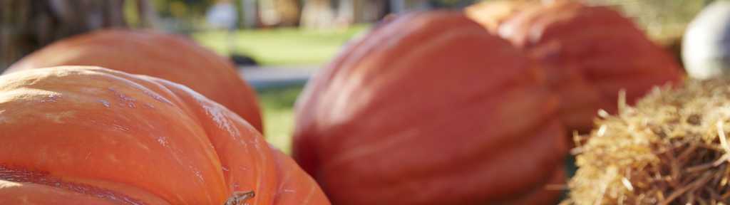 Grand Rapids Halloween Events Activities Parties