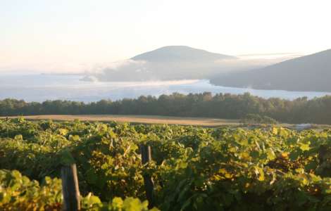 Finger Lakes Grapevines on Canandaigua Lake