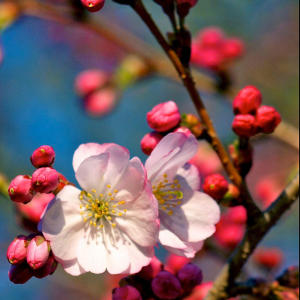 Breathtaking Blooms