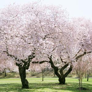 Branch Brook Park