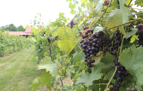 Butler Winery