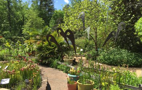 North Carolina Botanical Garden Plants