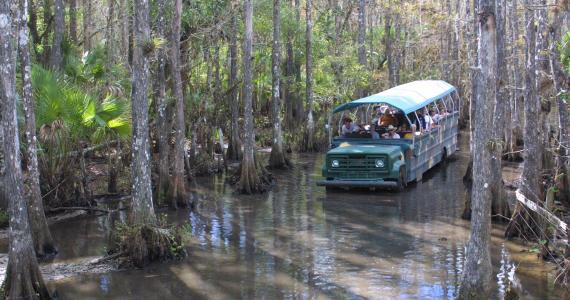 Babcock Wilderness Adventures - Telegraph Cypress Swamp