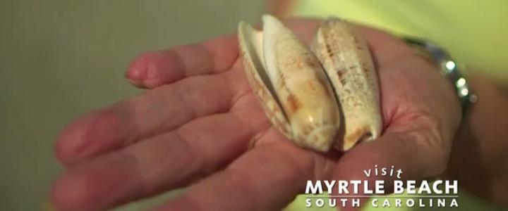 Visit Myrtle Beach Blog Tips On How To Find The Best Seashells Myrtle Beach South Carolina Is The Perfect Place To Pick Up A Shelling Hobby With Over 60 Miles Of Uninterrupted Sline You Can Walk For And