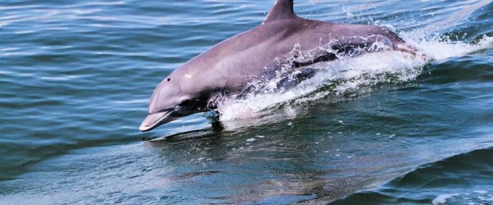 4 Ways To See Dolphins In Va Beach 4 Ways To See Dolphins In Virginia Beach