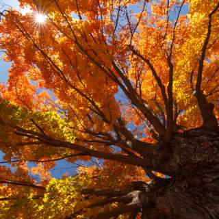 Orange Tree in Fall