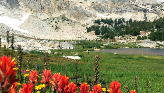 Twenty Lakes Basin Flowers