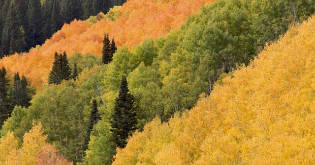 The Best Places To See Fall Leaves In Utah