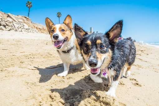 Huntington Dog Beach
