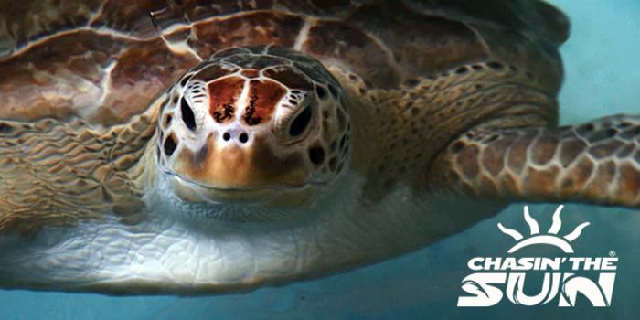 Sea Turtles And Jet Setting Jacks On Latest Episode Of Chasin The Sun