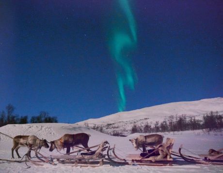Overnight Reindeer and Northern Lights Tour