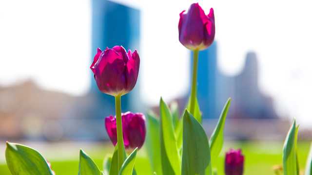 Spring Things To Do In Grand Rapids During Covid 19