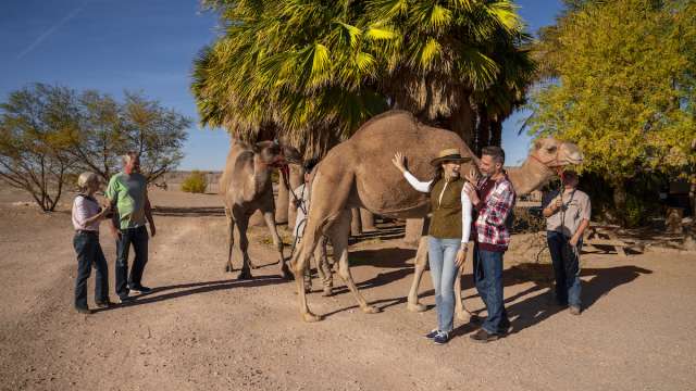 A group enjoying the outdoors with a camel safari in Mesquite, Nevada.