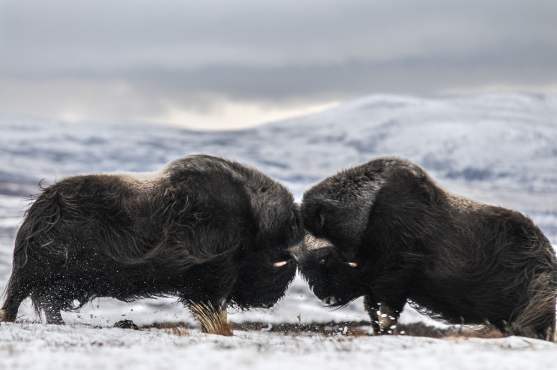 Vildmarkssafari | Valar, myskoxar och havsörnar Vildmarkssafari | Valar, myskoxar och havsörnar
