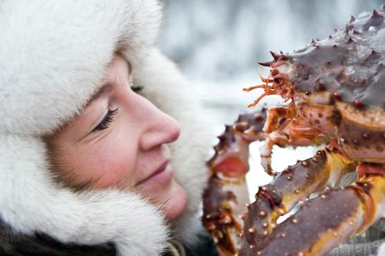 Vildmarkssafari | Valar, myskoxar och havsörnar Vildmarkssafari | Valar, myskoxar och havsörnar