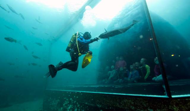 A diver and a fish in a tank in Atlanterhavsparken Aquarium in Ålesund