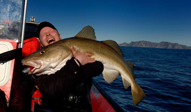 A fisherman catching a big cod