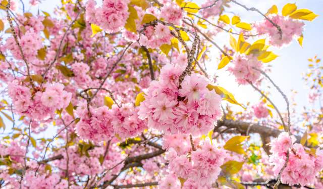 Japanese cherry trees blossom in Oslo Botanical Garden