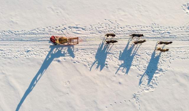 Dog sledding in Alta