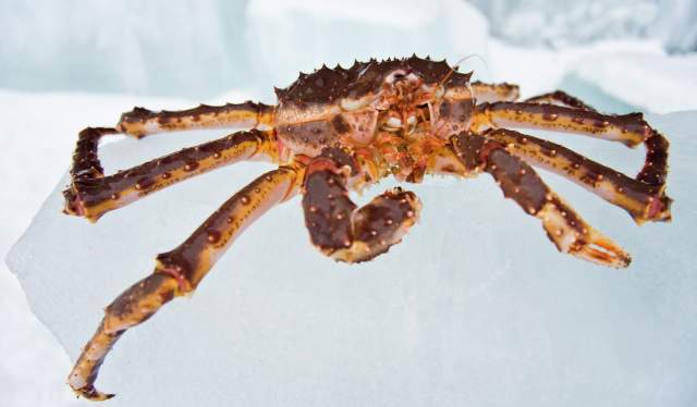 Close shot of a king crab in Kirkenes, Northern Norway