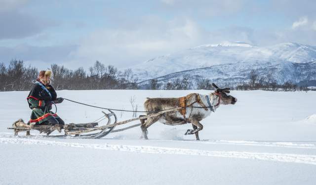 A sami man on a sledge dragged by a reindeer. Vesterålen, Norway