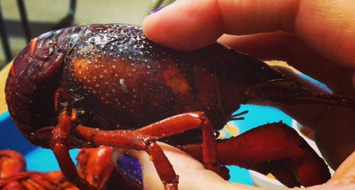 Amusing piece Do you really suck crawdad heads were Do you really suck crawdad heads join told